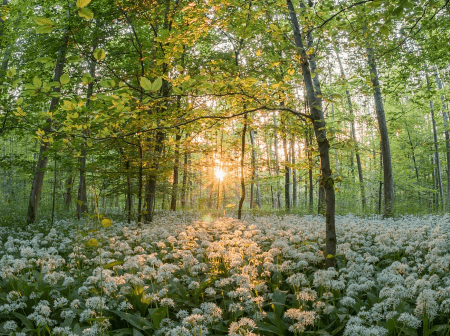 Atelier "Découverte des bienfaits de la Naturopathie"